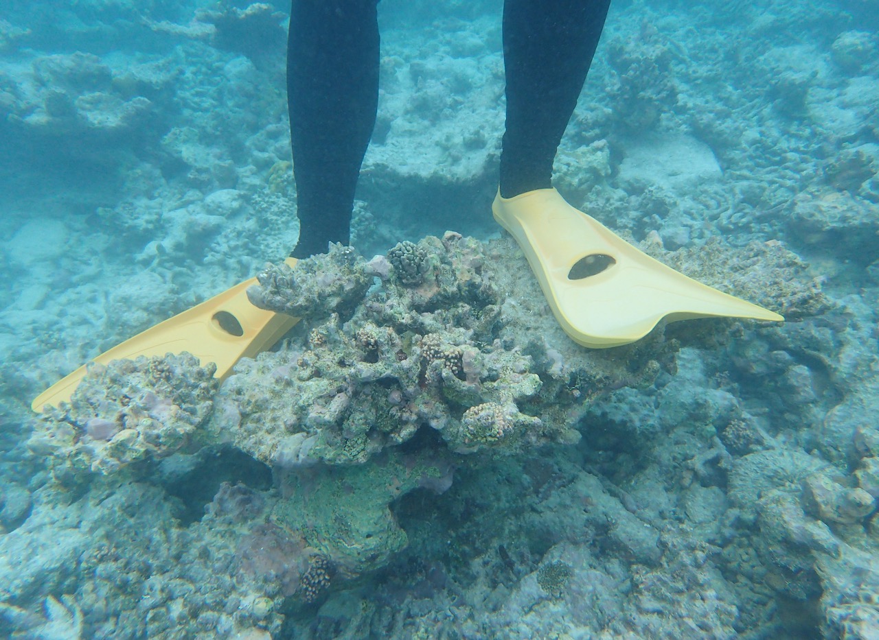 Snorkelling man stand on the shallow coral reef, destructive diving