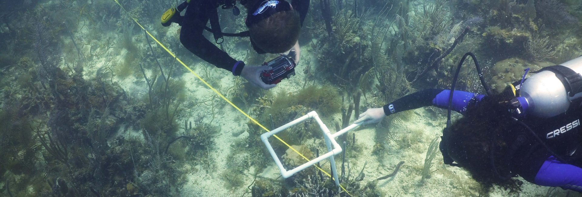Ocean Conservation Activities in Belize