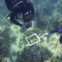 Two divers take notes on a square area of reef as part of a coral bleaching survey