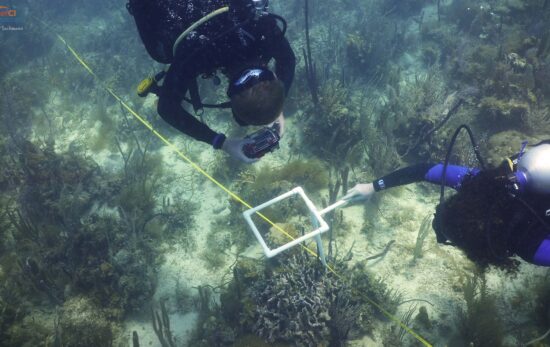 Two divers take notes on a square area of reef as part of a coral bleaching survey