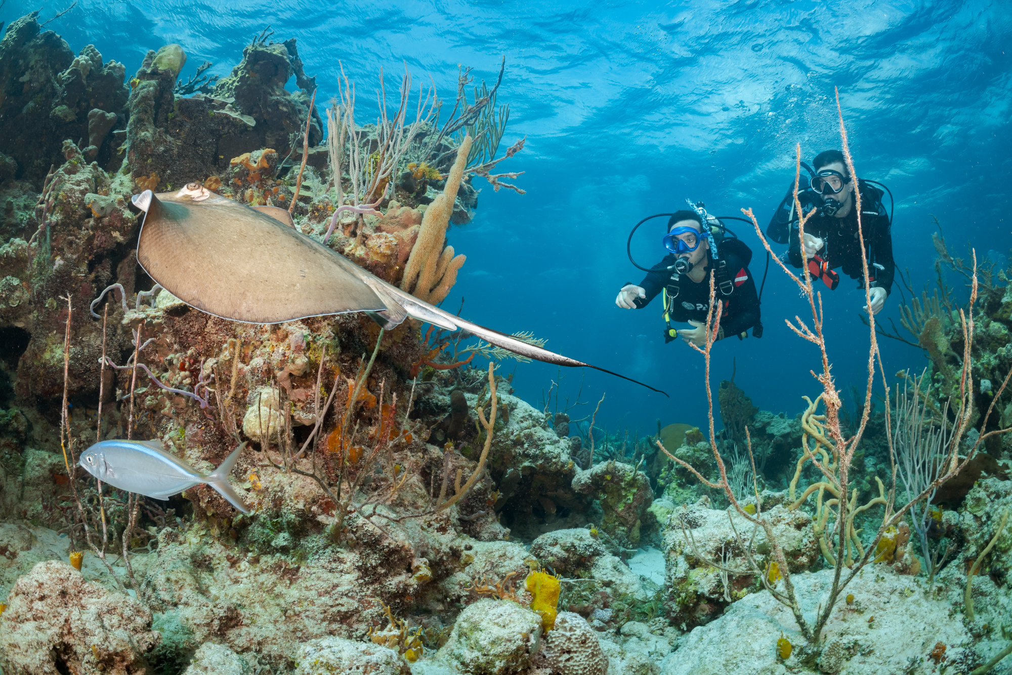 Get more out of your scuba diving experience by joining a Dive Club