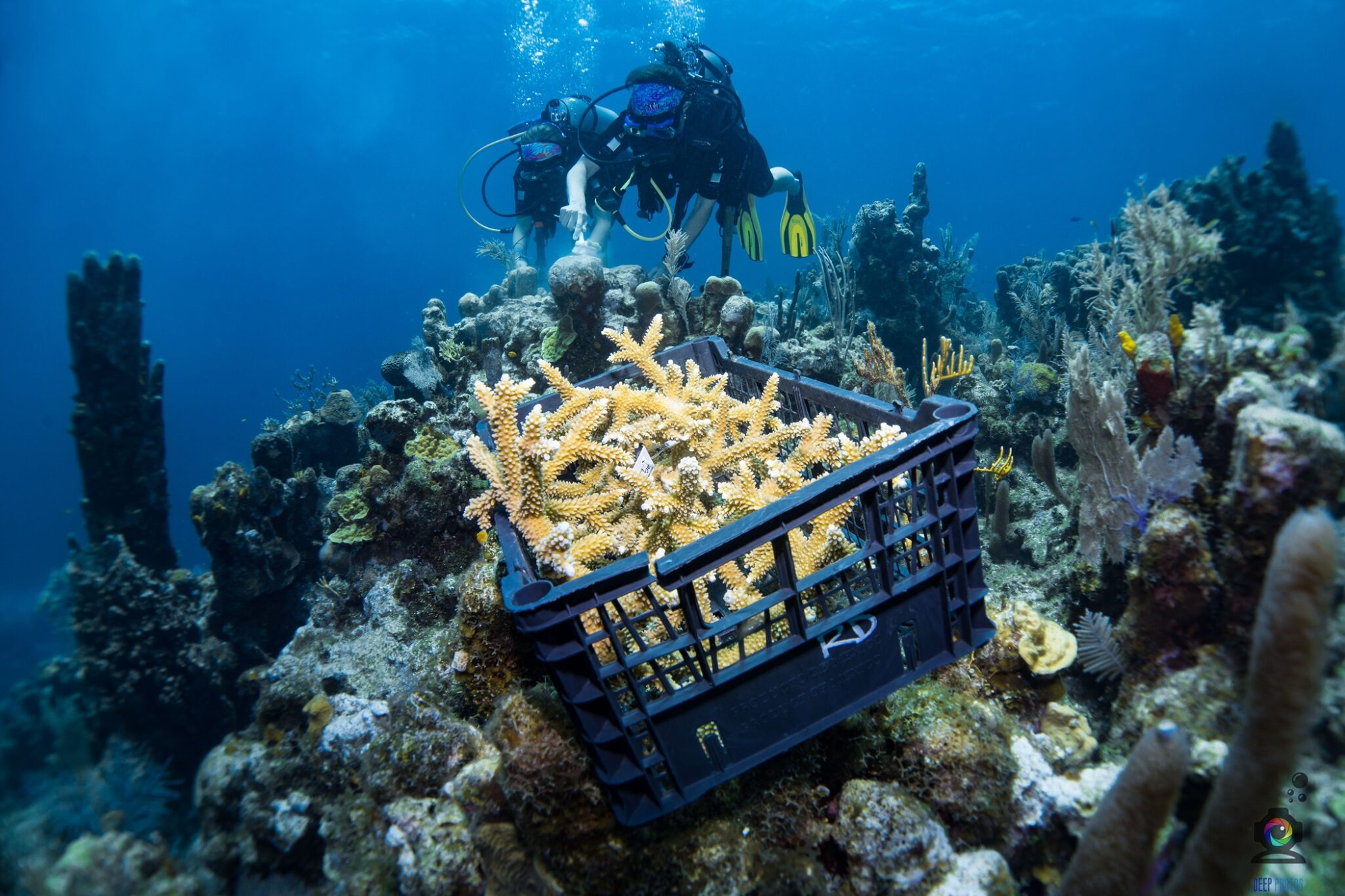 A basket of coral fragments in the foreground and two divers cleaning coral in the background
