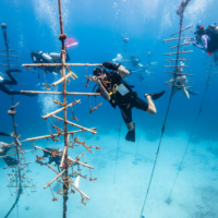 Nine divers surround six coral nursery trees