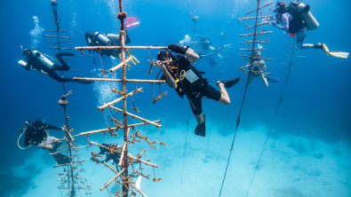 Nine divers surround six coral nursery trees