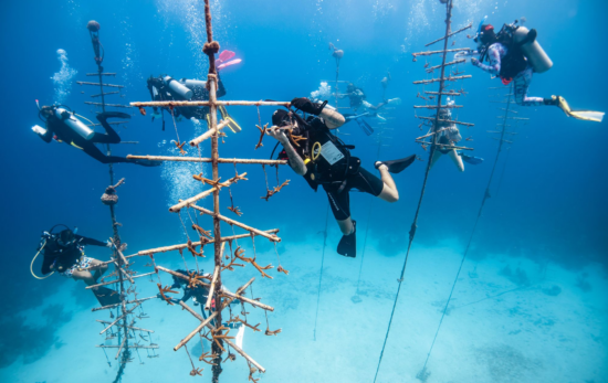 Nine divers surround six coral nursery trees