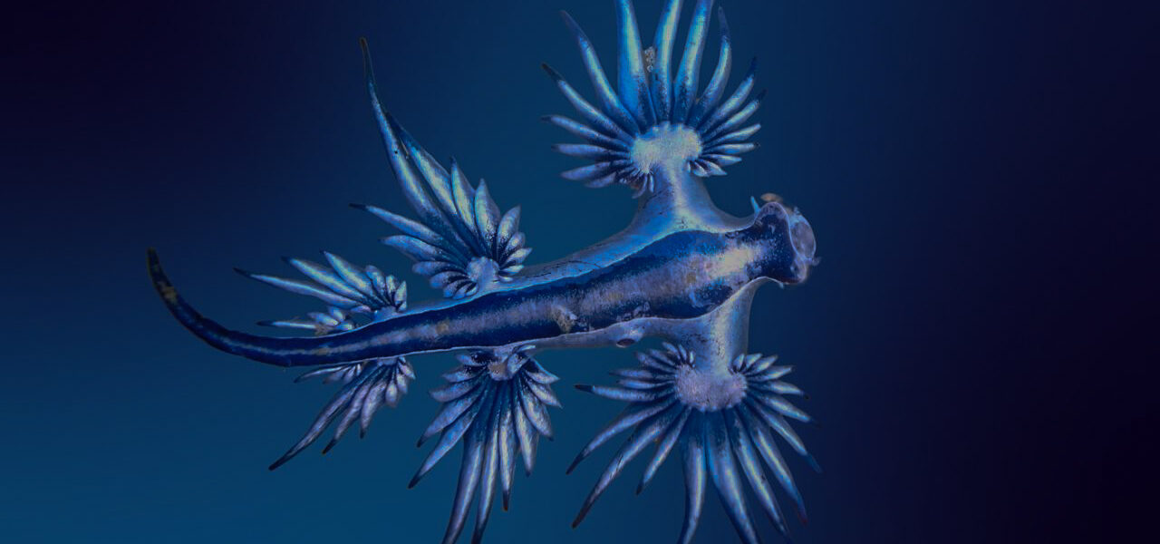 9 Blue Sea Dragon Facts That Prove They’re the Best Nudibranch