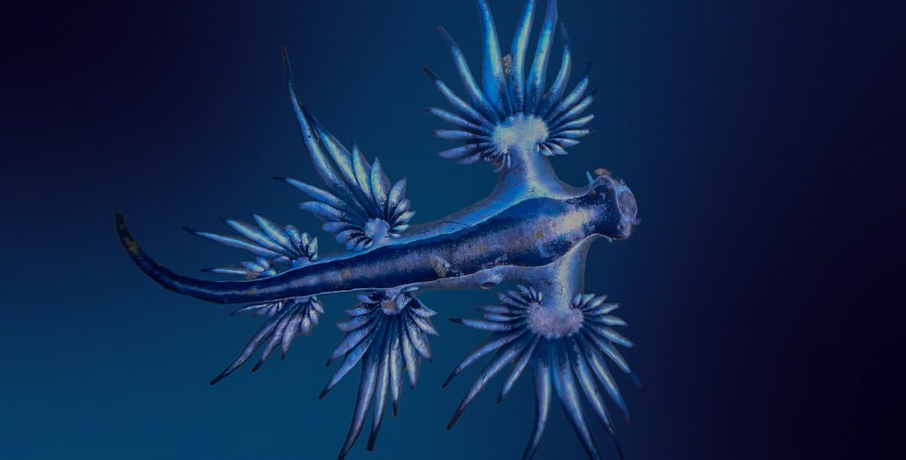 9 Blue Sea Dragon Facts That Prove They’re the Best Nudibranch