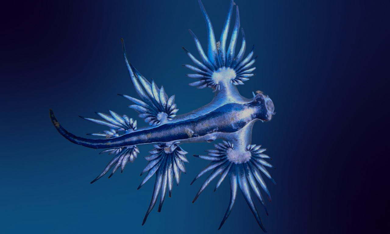 blue sea dragon on blue dark