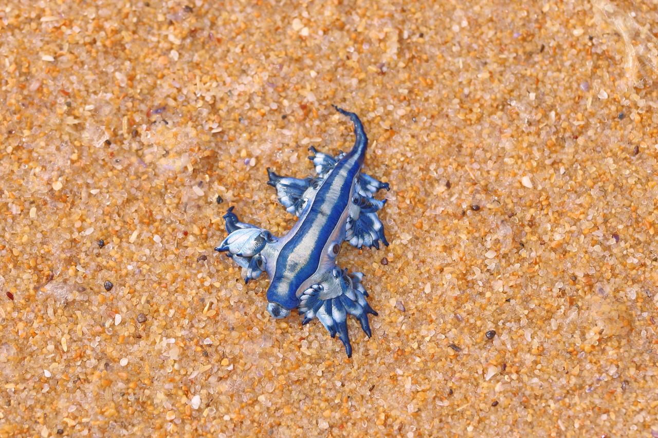 blue sea dragon on beach