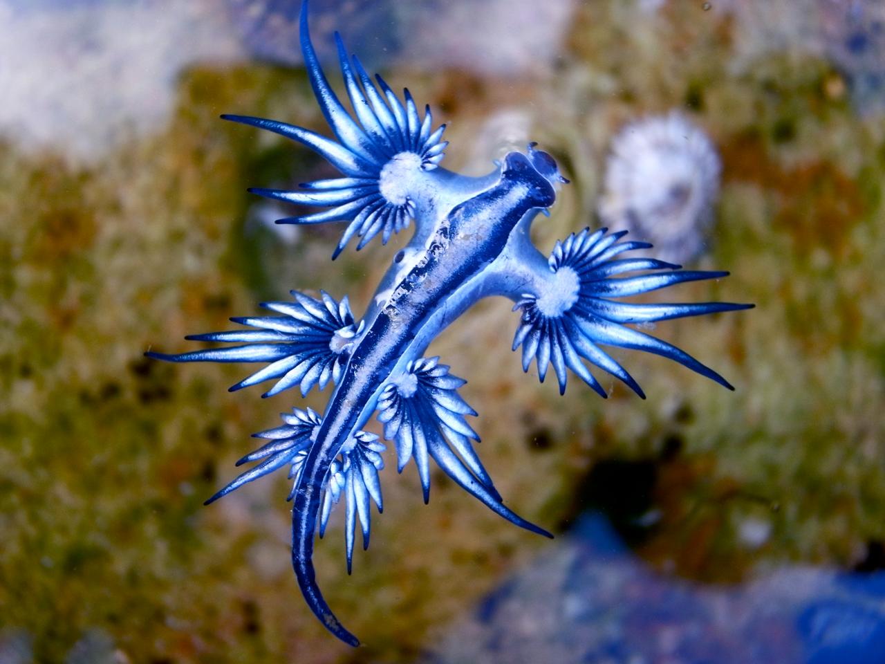 blue sea dragon