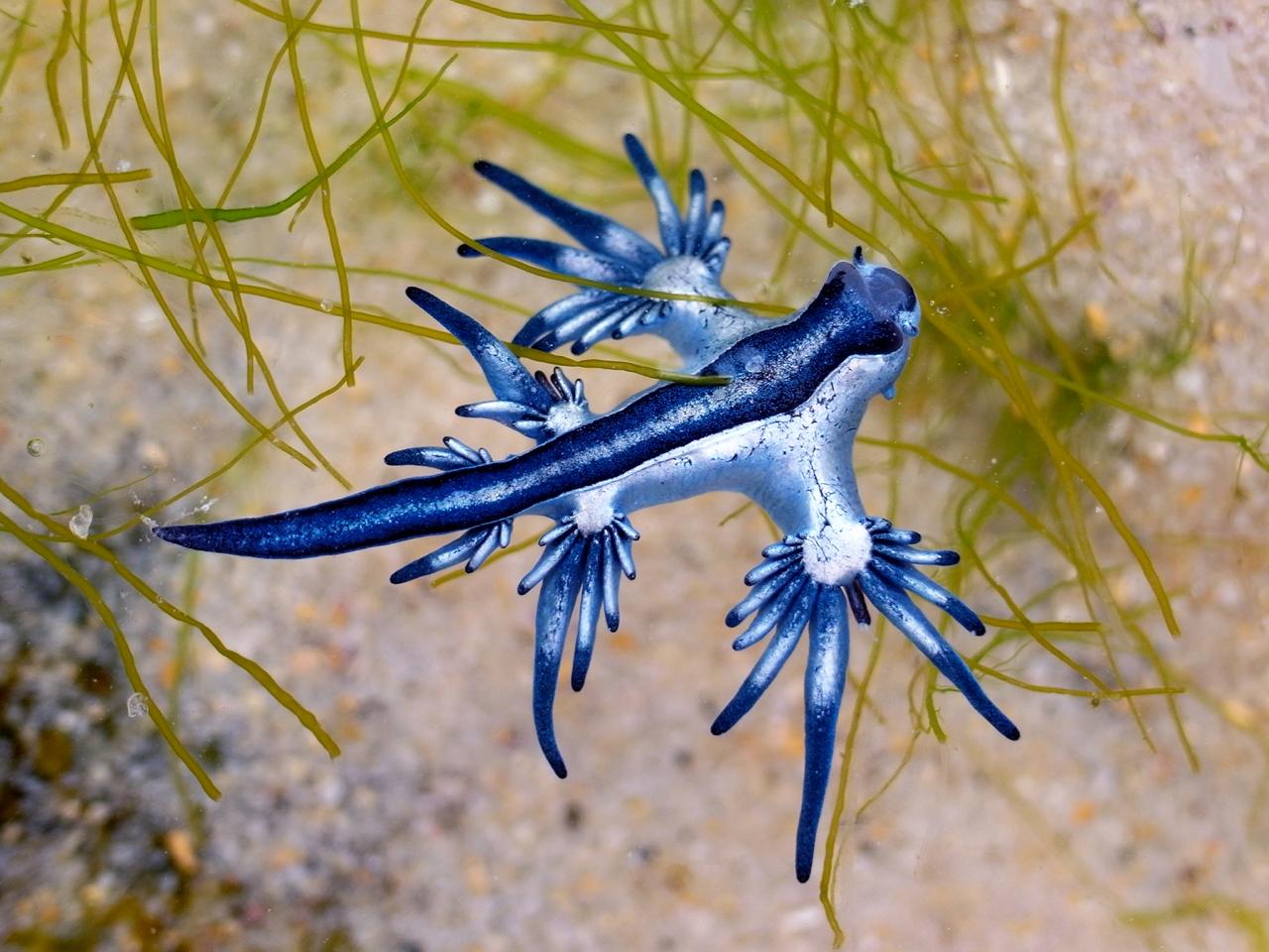 blue sea dragon facts