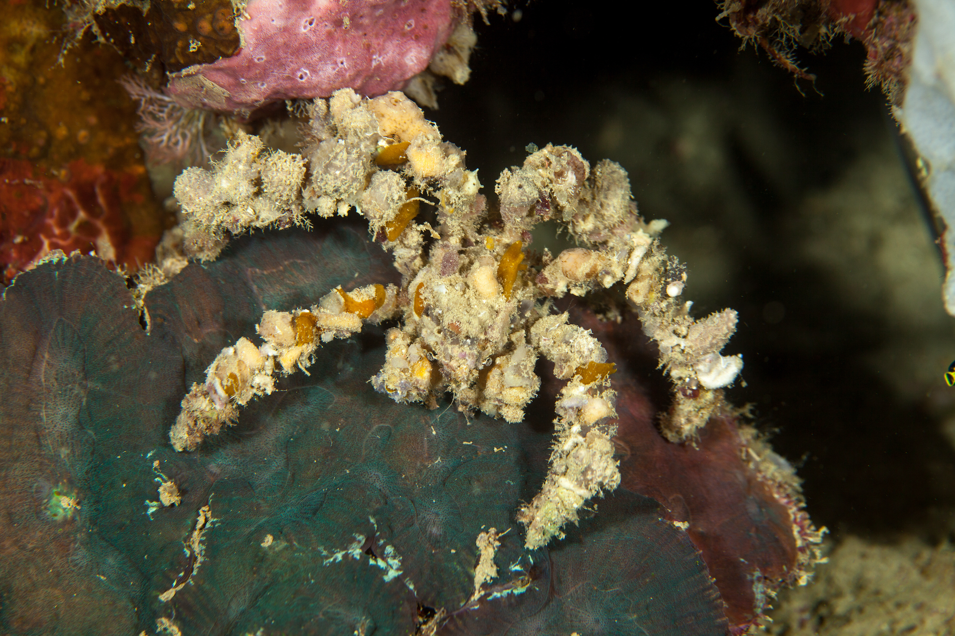 decorator crab shutterstock mutualism example