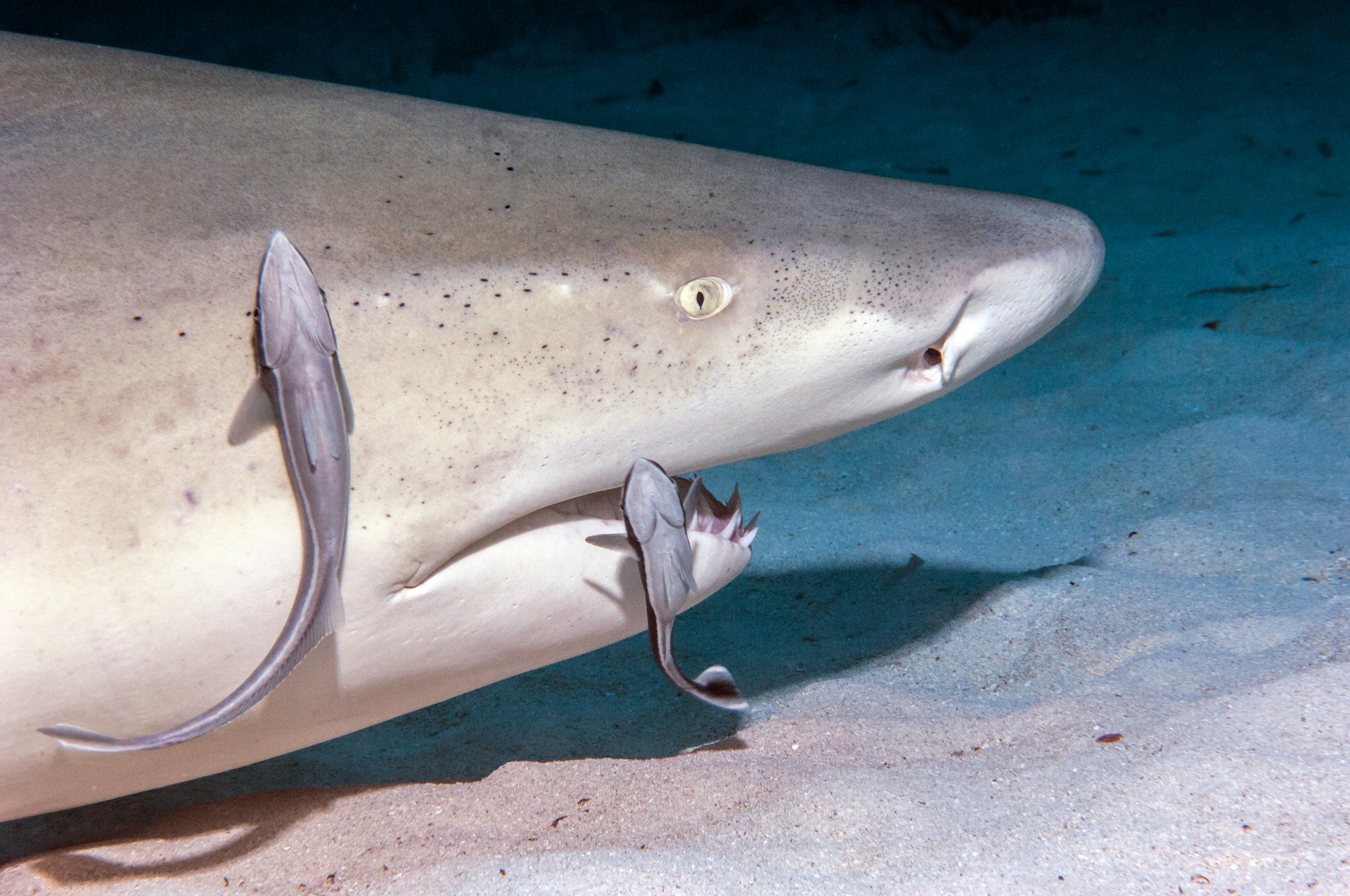 ramora shark padi mutualism
