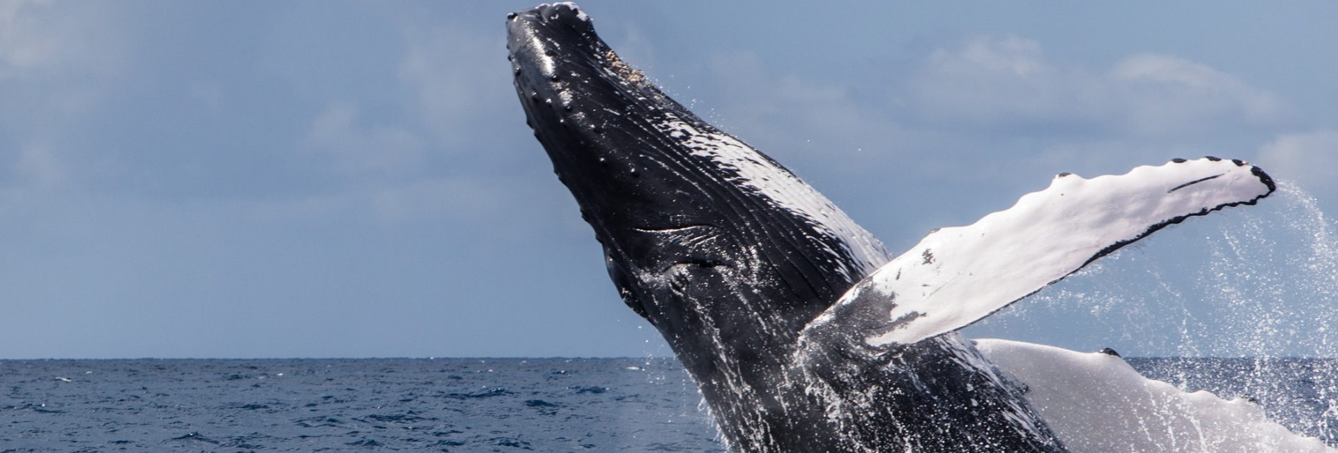 The Best Time of Year To Dive the Dominican Republic