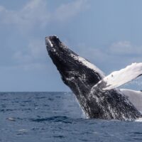 A humpback whale breaching topside