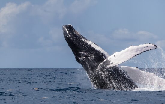 A humpback whale breaching topside