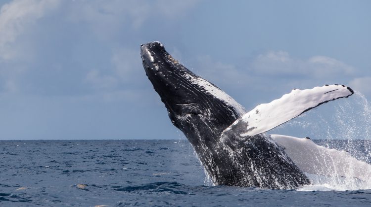A humpback whale breaching topside