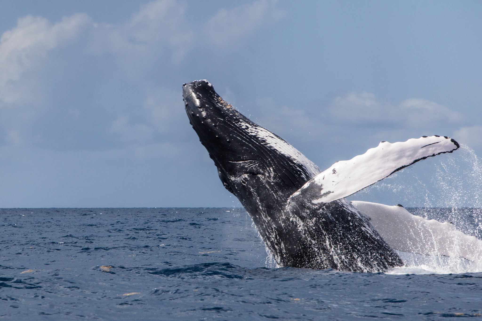 A humpback whale breaching topside