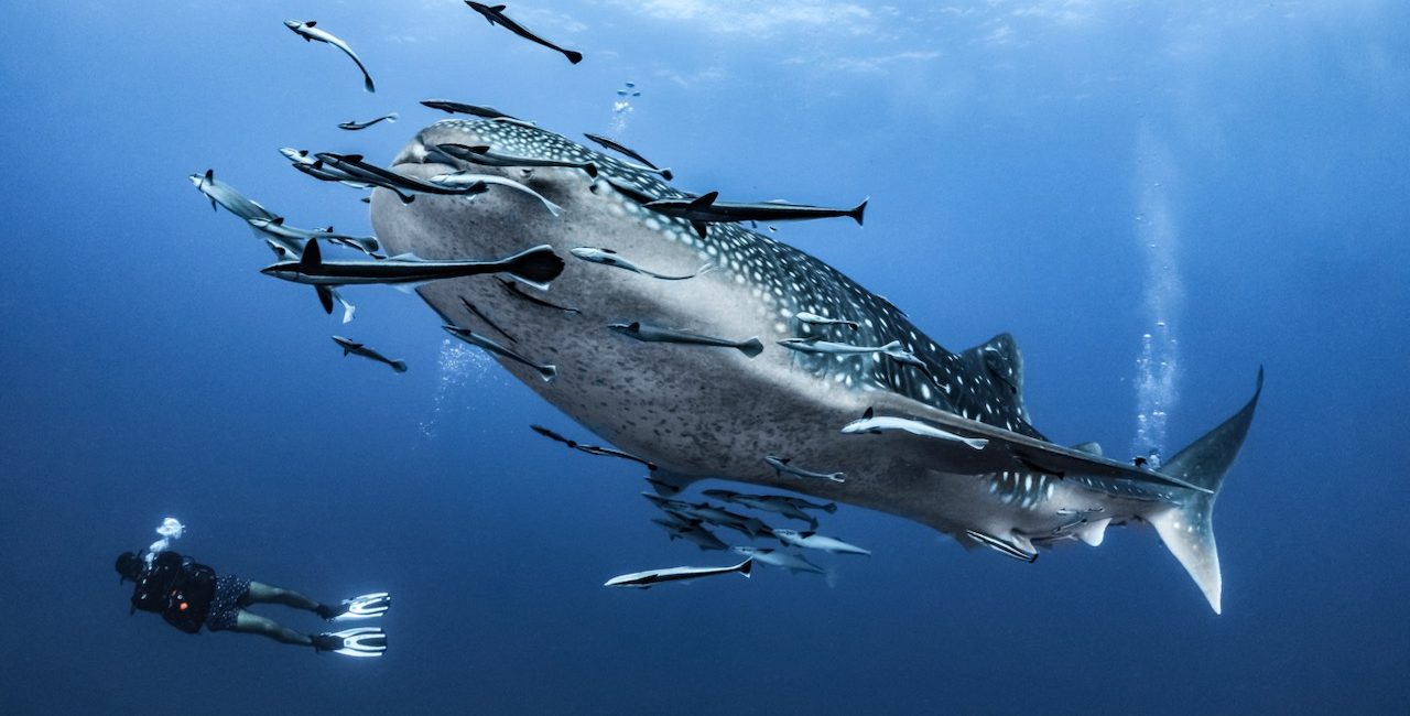 The Unforgettable Whale Sharks & Wreck Diving of the Maldives’ South Ari Marine Protected Area