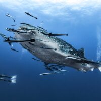giant Whale shark swimming underwater with scuba divers