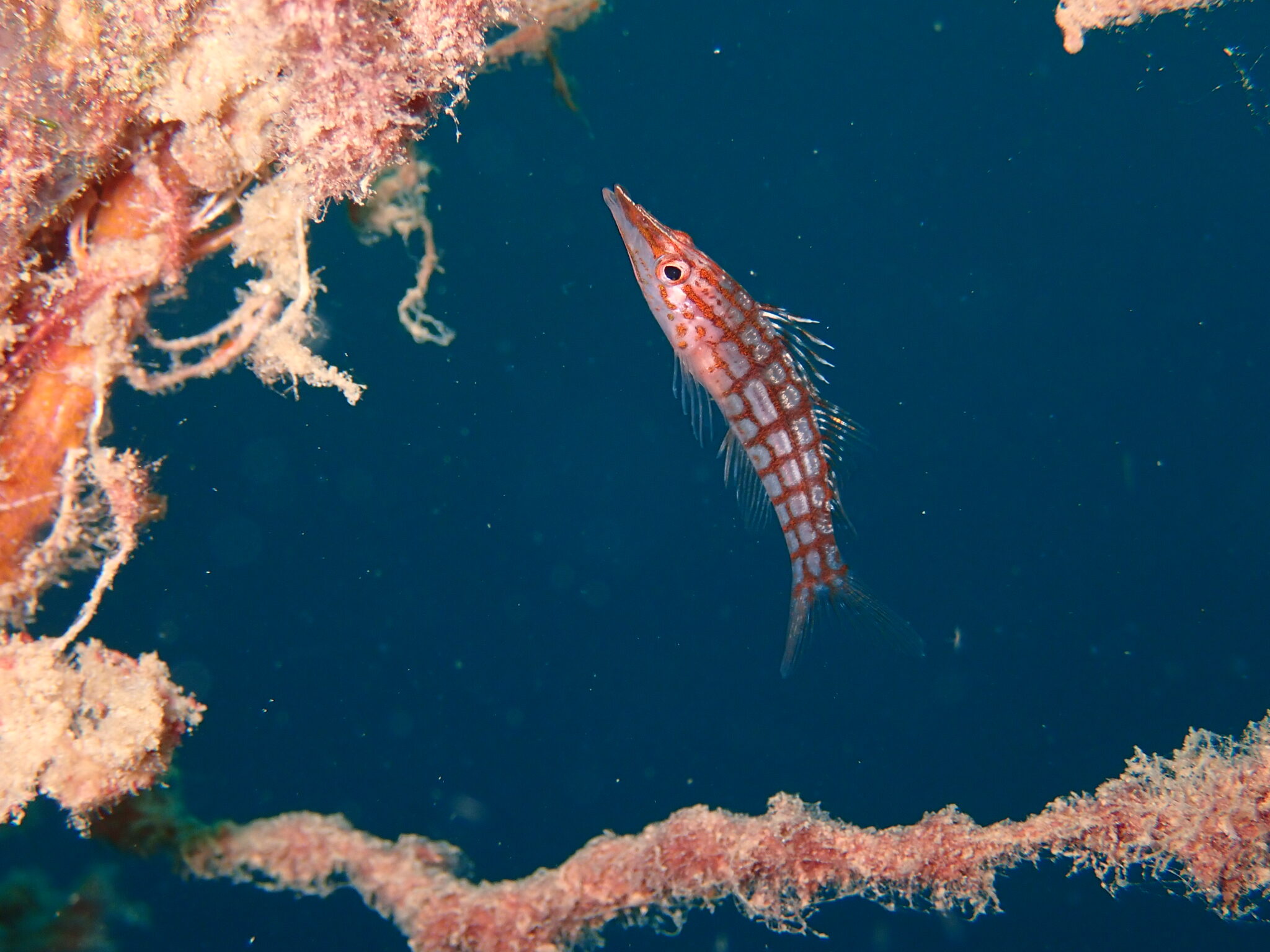 A tropical fish in the Solomon Islands