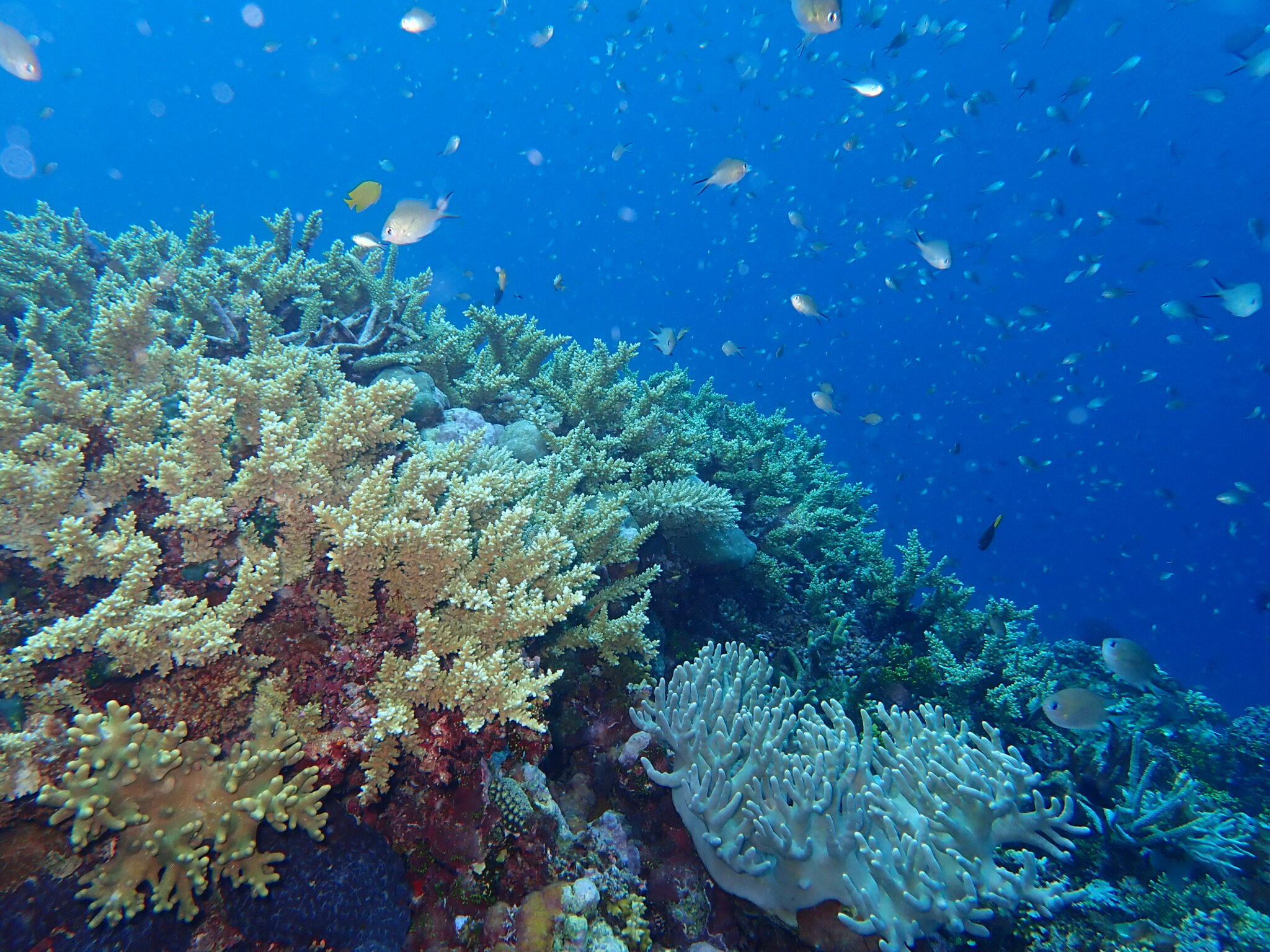 A coral reef in the Solomon Islands