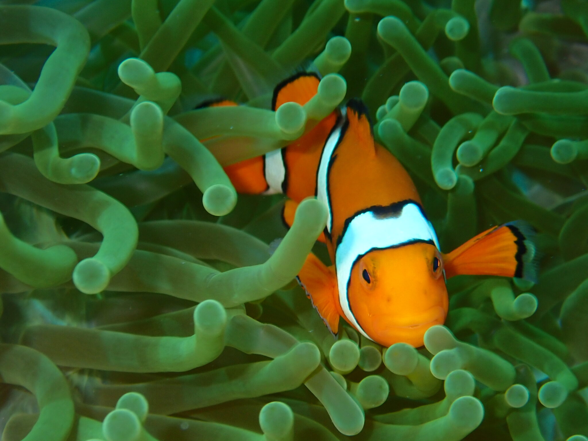 A clownfish in the Solomon Islands