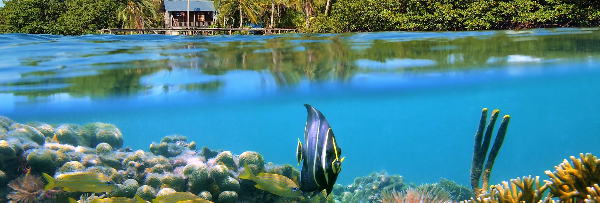 Marine Life in Panama: The Best of Both Worlds