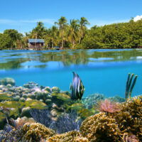 An over under shot of Panama: palm trees on a beach and a coral reef