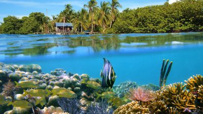 An over under shot of Panama: palm trees on a beach and a coral reef