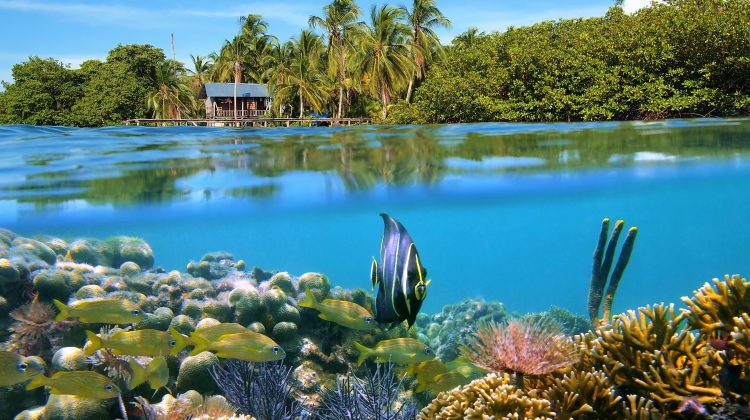 An over under shot of Panama: palm trees on a beach and a coral reef