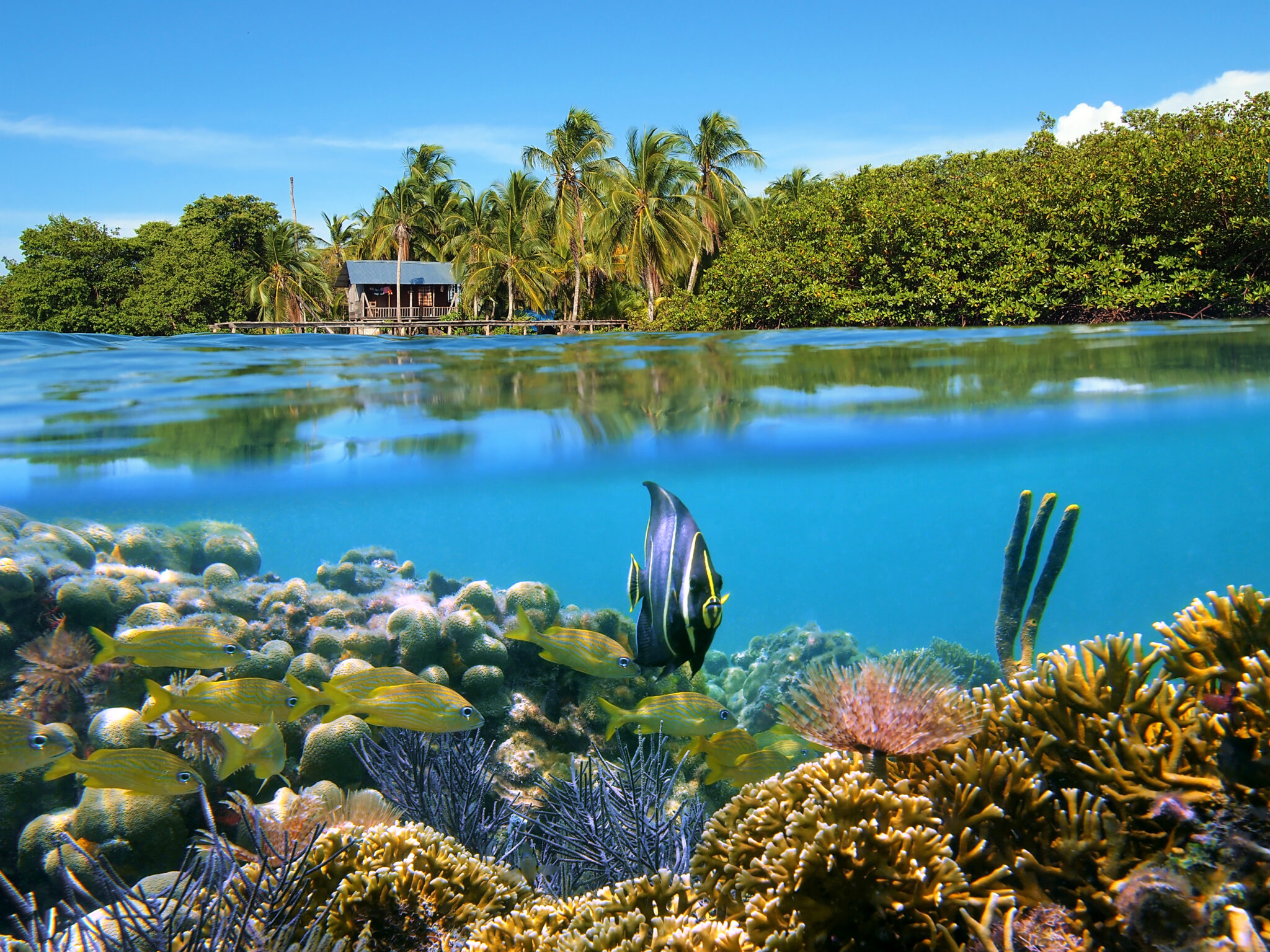 An over under shot of Panama: palm trees on a beach and a coral reef