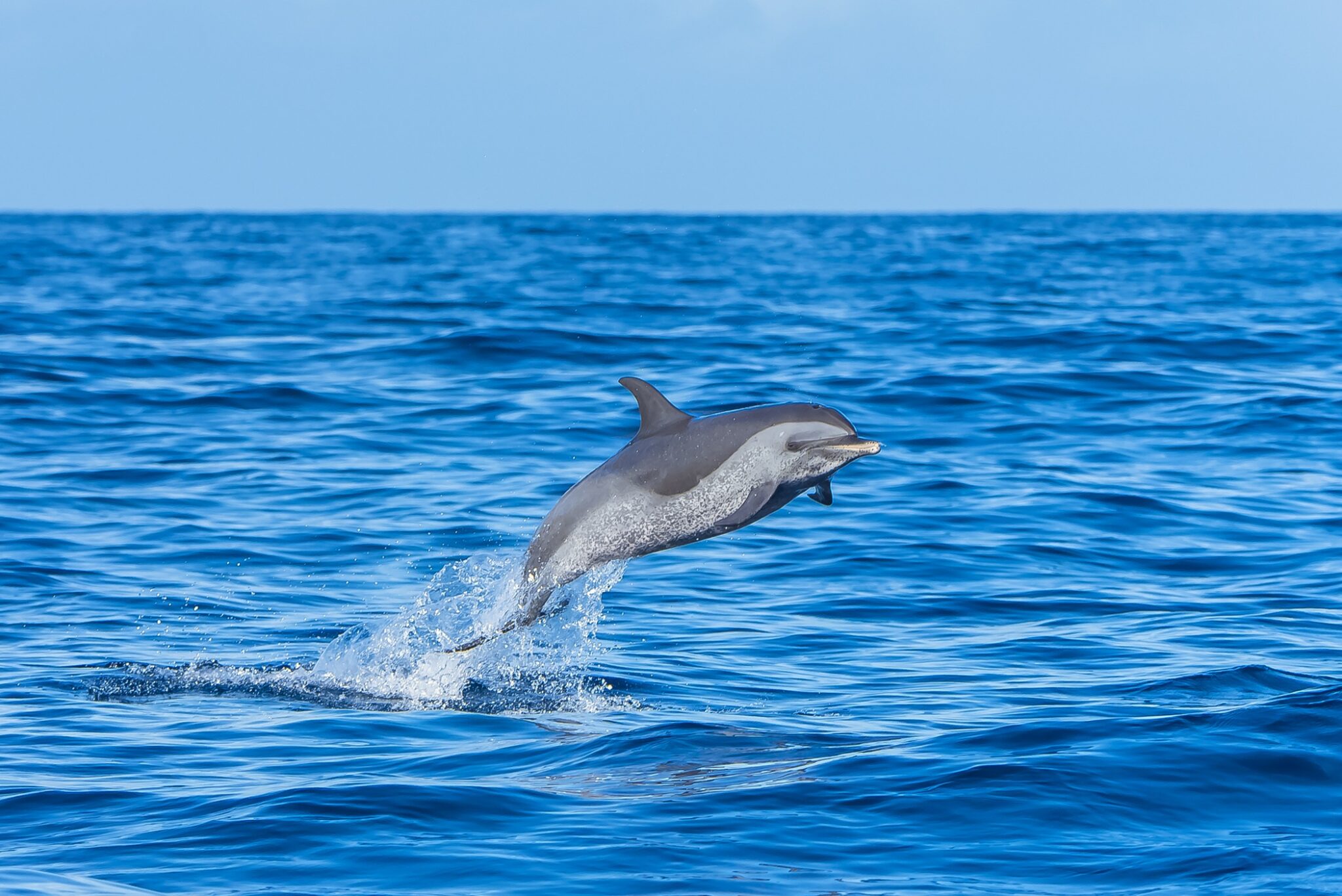 A pantropical spotted dolphin leaping out of the water