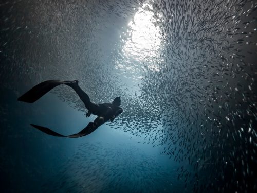 A woman freediver swim underwater with a very big school of fishes in blue pacific ocean. Kingdom of Tonga.