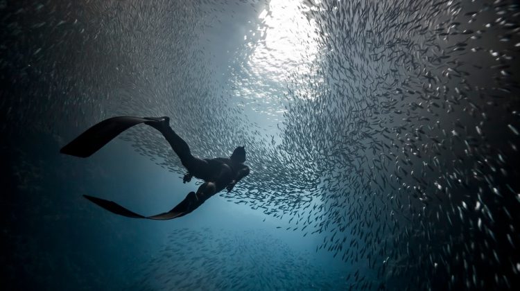 A woman freediver swim underwater with a very big school of fishes in blue pacific ocean. Kingdom of Tonga.