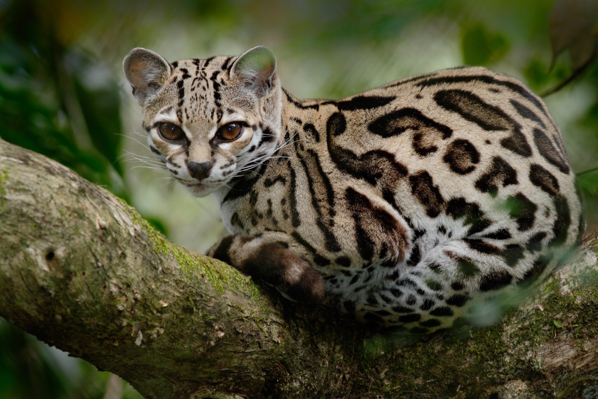 An ocelot sitting on a branch and stares into the camera