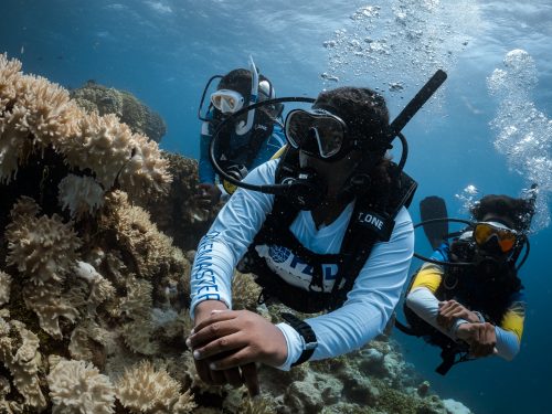 A PADI Divemaster leads two divers on a scuba dive in the Mal