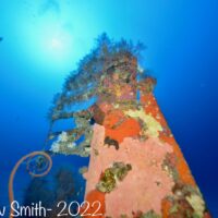 an underwater piling with coral growth in the Solomon Islands
