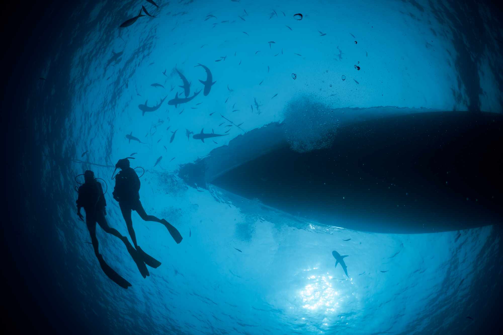 A silhouette of two divers descending a line from a liveaboard boat after they were able to find a buddy to travel with