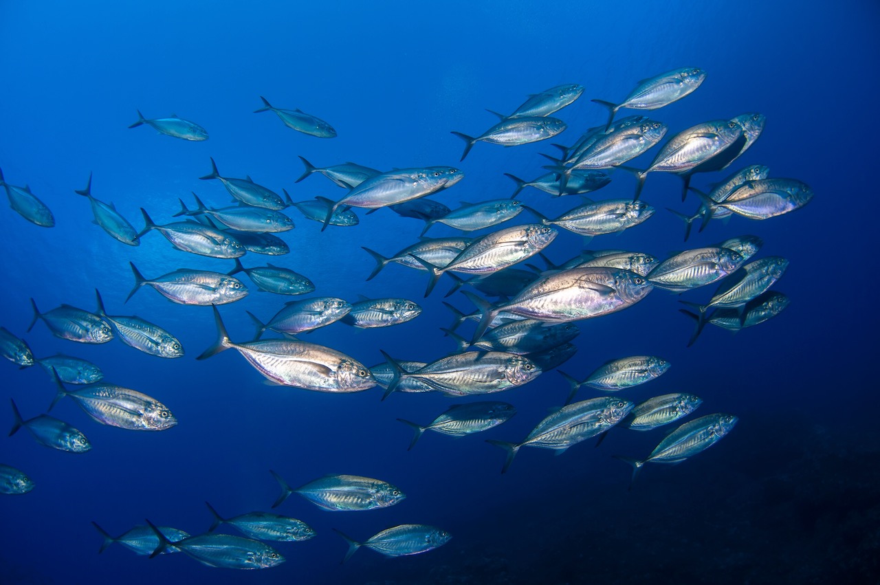 Foto submarina de un banco de peces gato en aguas cristalinas de la isla de Ustica (Italia).