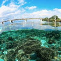 Snorkeling in a tropical coral reef close to a wooden jetty.