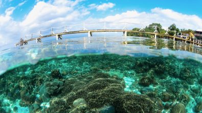 Snorkeling in a tropical coral reef close to a wooden jetty.