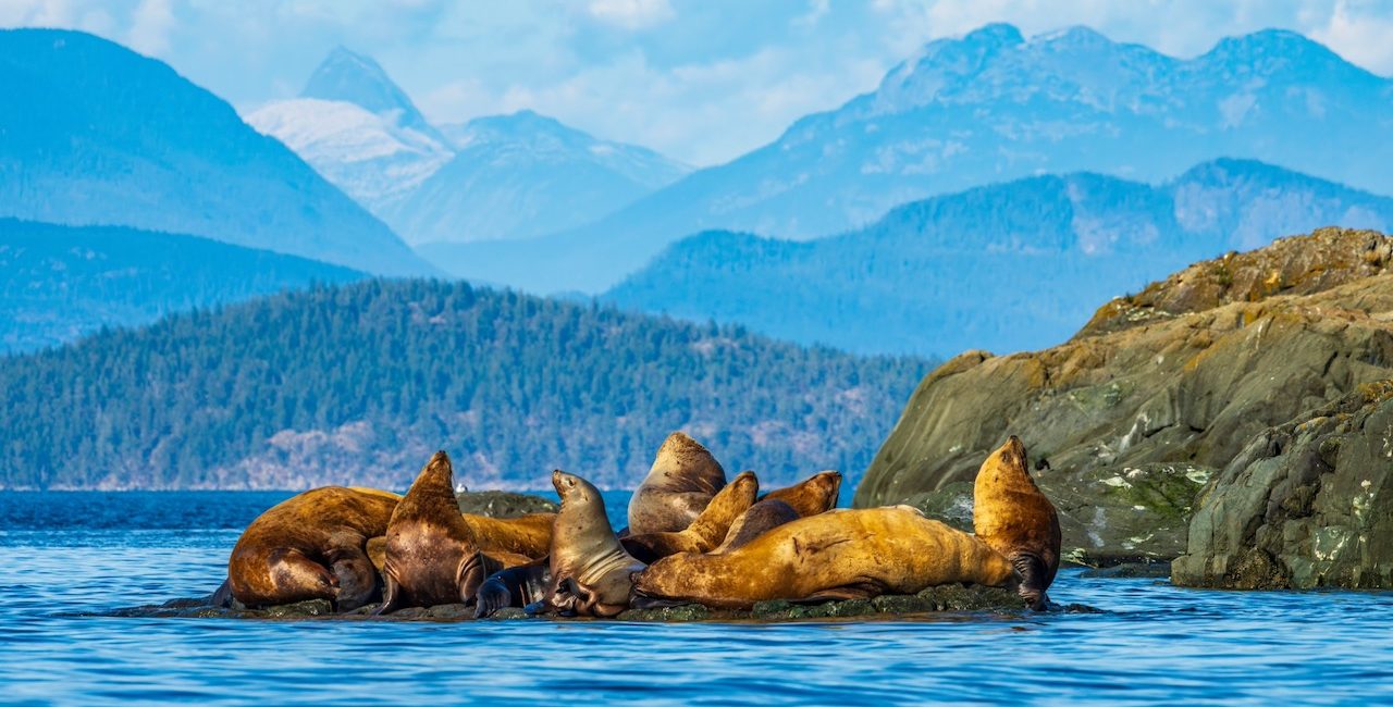 The Coolest Marine Life in Canada