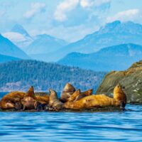 A group of Steller Sea Lions hauled out on a rock at Mitlenatch Island