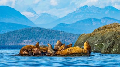 A group of Steller Sea Lions hauled out on a rock at Mitlenatch Island