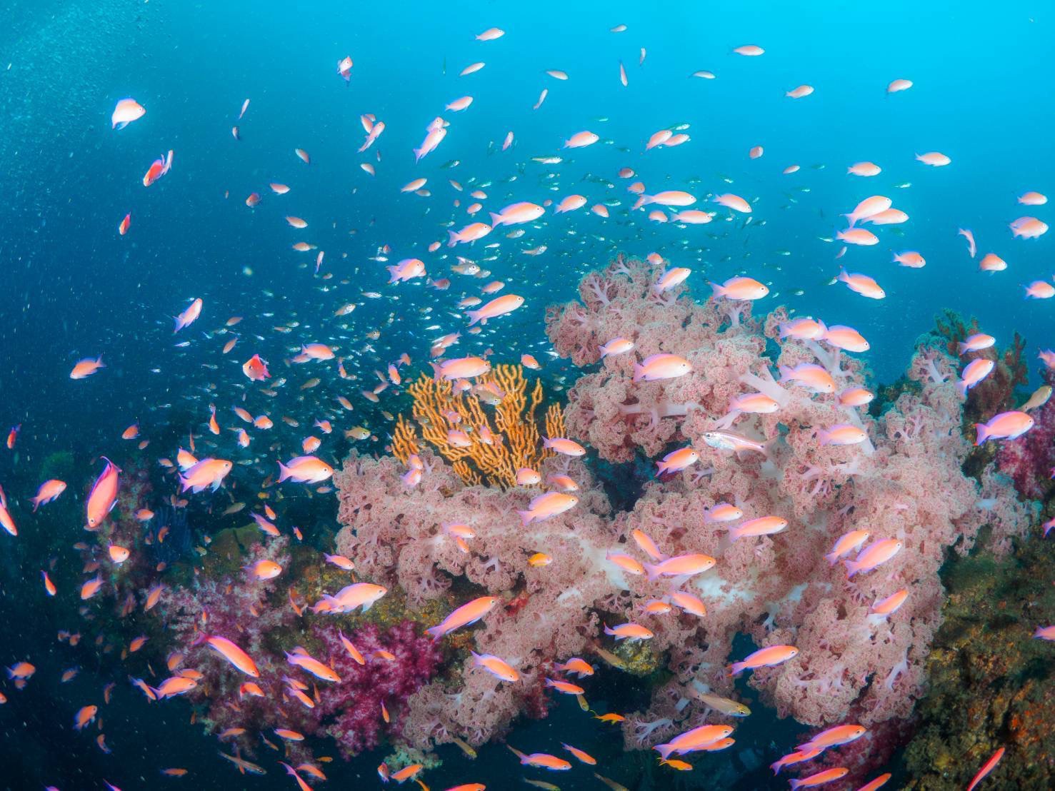 日本が誇るダイビング天国 第5回：神奈川県 三浦湘南, image size:1477x1108