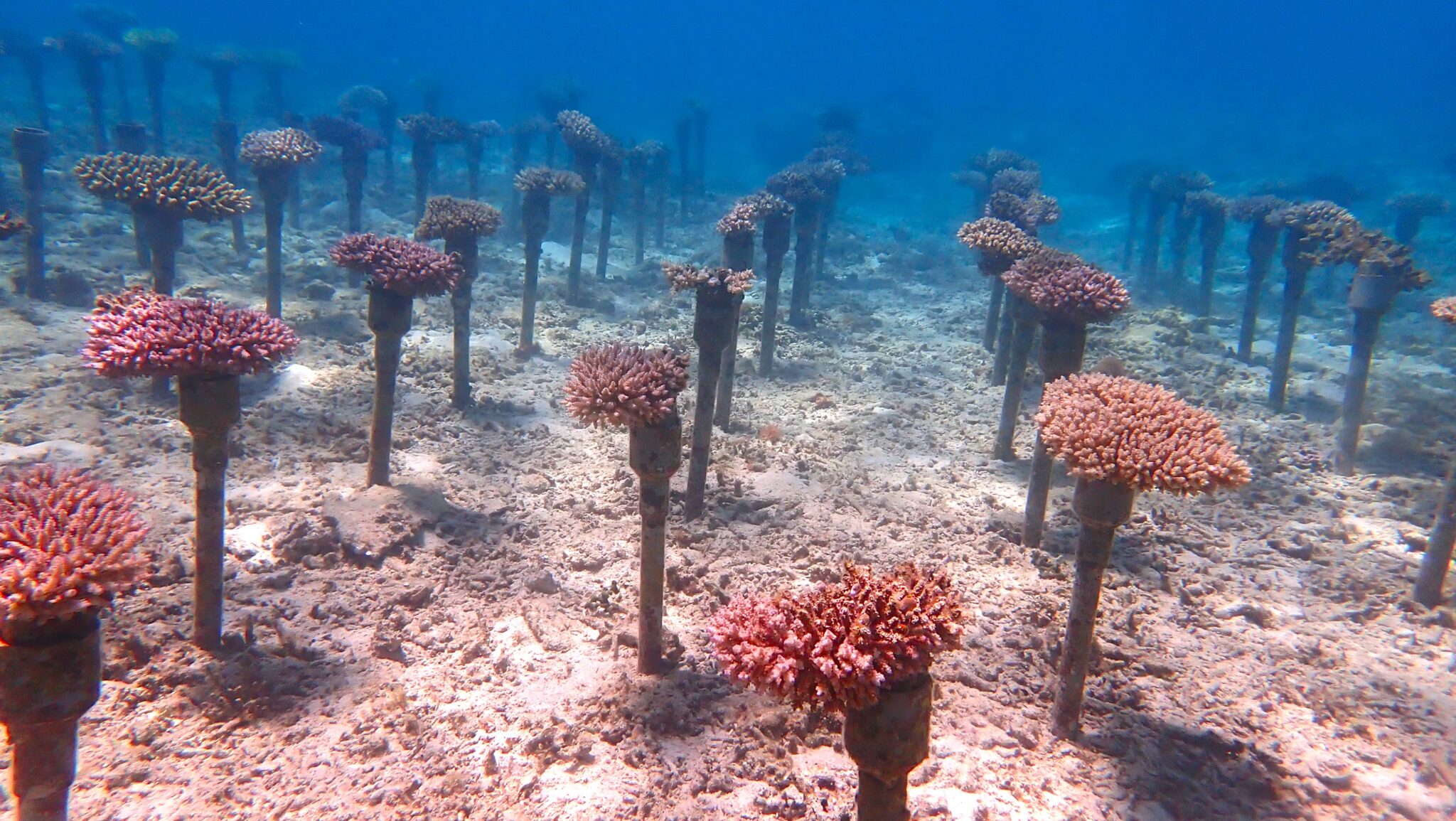 再び、命をつなぐ —— 2025年第1回チーム美らサンゴ植え付けイベント開催