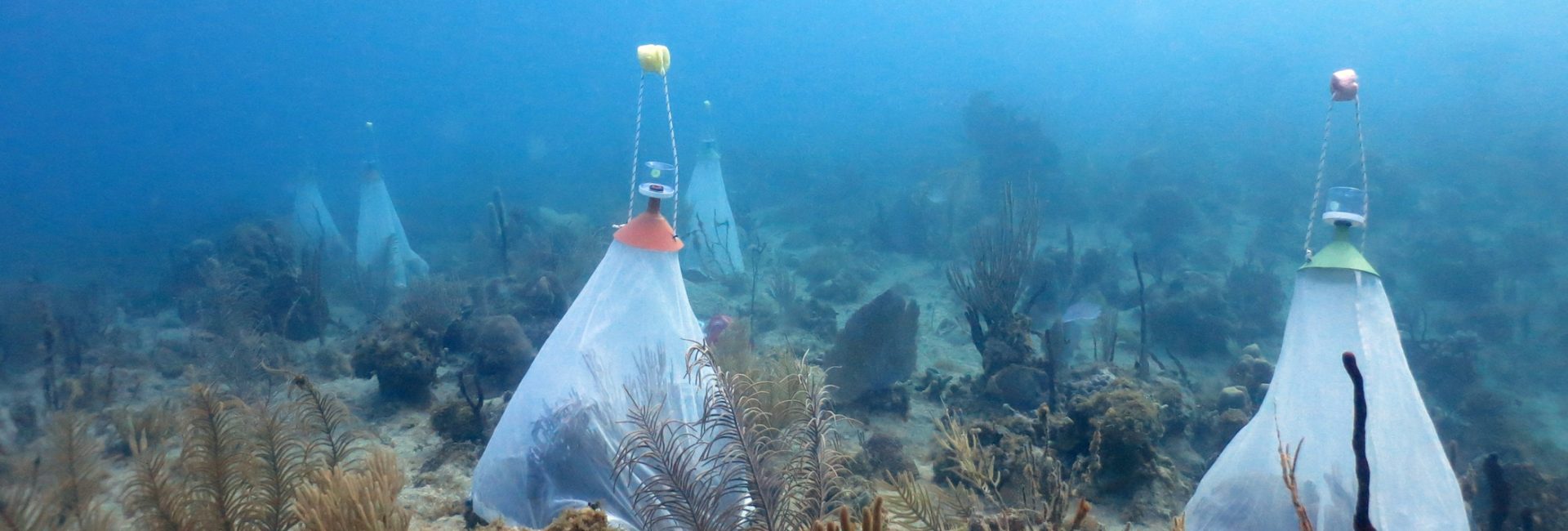 Ocean Conservation Projects in the Dominican Republic