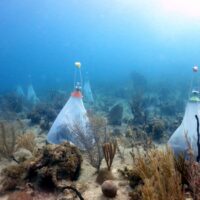 Several white nets protect marine flora in the Dominican Republic