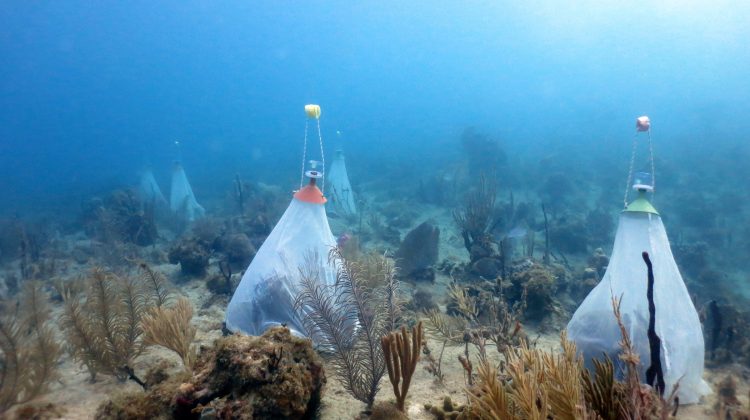 Several white nets protect marine flora in the Dominican Republic